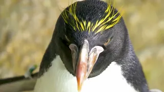 Animal Facts: The Macaroni Penguin