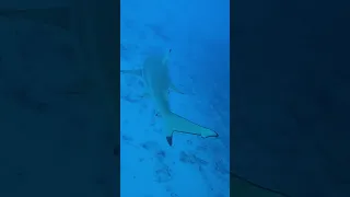Up Close with a Blacktip Shark