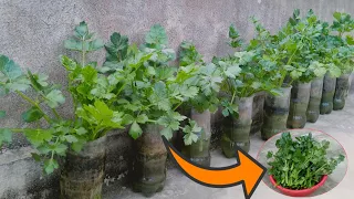 #47 No need for a garden, growing celery at home is very easy and productive