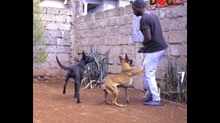 DOG BNB KENYA VISIT WITH BEAUTIFUL JACK RUSSELL DOGS AND BELGIAN MALINOIS.