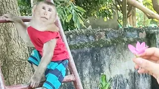 Monkey Bobo and his family had fun in the garden.
