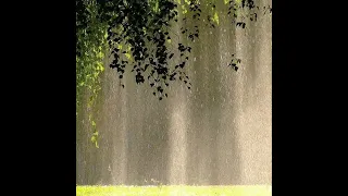 Getting an actual light shower while listening to Light Shower (slowed+reverb+rain sounds)