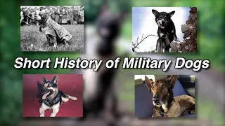 Short History of Military Working Dogs (MWD) - A Soldier's Best Friend