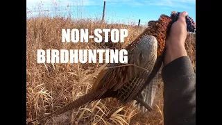 Pheasant hunting Compilation (42 birds taken) DOGS, DUCKS GROUSE.