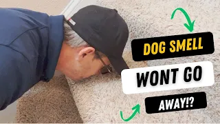 Got Dog Smell That WON’T Go Away!?
