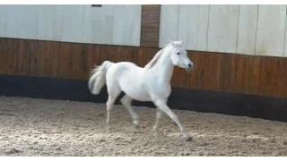 Арабские лошади Терский конный завод | Arab horses at Tersk stud