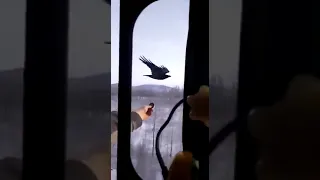 Ворона летит со скоростью поезда