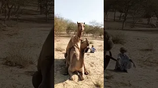 Camel meeting in hot desert #virelshorts