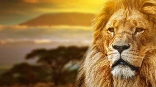 Lion King Remake - Circle of Life -Michael Barbera
