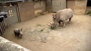 Endangered baby rhino born in California using artificial insemination, frozen sperm