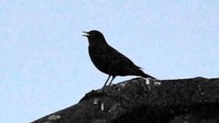 Vogelgezwitscher - Abendgruß einer Amsel - Sounds of Nature