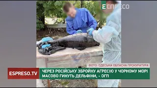 Через російську збройну агресію у Чорному морі масово гинуть дельфіни