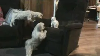 Dog Protects Kitten from Another Dog, Dad Shaggy dicipline his son