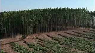 Brazil's eucalyptus log exports soar
