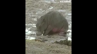 Hyenas and Wild dogs eating a live hippo baby 🔥