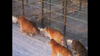 Harbin Tiger Park tiger leaps 20 feet for pheasant 2016 mpg Output 1