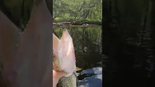 Pike Smashes Frog!