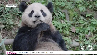 Pandas return to San Diego Zoo this summer