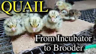 Hatching Quail Eggs & Brooding Coturnix Chicks with Tips