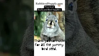 Squirrel Proof my Bird Feeder: RabbitrailSupply com  #backyardbirdwatching#shorts