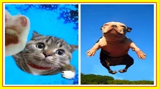 Смешные Животные 2015!  Приколы С Животными 2015 / Funny Animals Compilation 2015 /