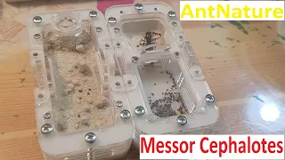 Messor Cephalotes новый формикарий от AntNature. Распаковка, сборка, заселение.