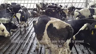 Farm buildings: 10 bay beef shed