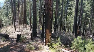 Bigfoot sighting area 2018