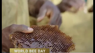 Beekeeping raises living standards for Tanzania’s Hadzabe community