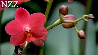 Die geheimen Tricks der Orchideen - Dokumentation von NZZ Format (2008)
