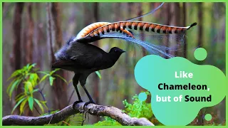 Lyrebird | Lyrebird Mimicking | Lyrebird  Perfectly Mimics Baby’s Cry