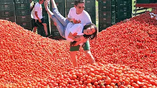 How Tomato Ketchup Is Made, Tomato Harvesting And Processing With Modern Technology