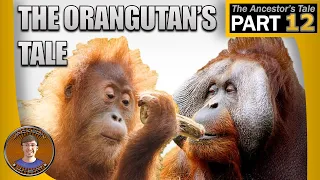 The Orangutan's Tale