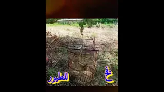 فخ للطيور بطريقة سهلة              Bird trap in an easy way