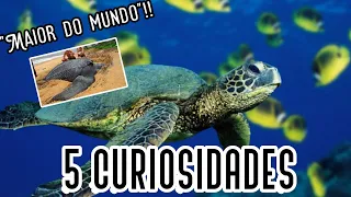 O que as tartarugas marinhas comem?/ 5 curiosidades sobre as tartarugas/ Curiosa Mente - Animal