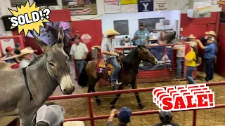 SMALL TOWN HORSE AUCTION - DID WE BID?