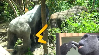 Momotaro puts face close to wife's buttocks.【Kyoto Zoo, Gorilla,ゴリラ