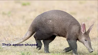 Aardvarks | aardvark facts