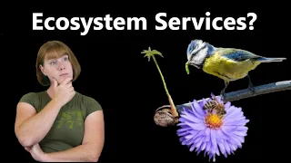 What Are Ecosystem Services?