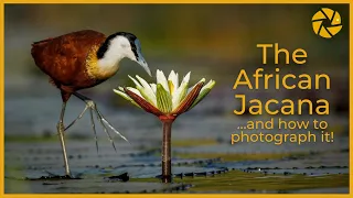 The AFRICAN JACANA on The Chobe River. As seen on Planet Earth 3!