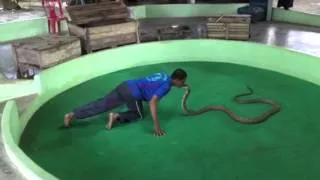 Snake show cobra bite