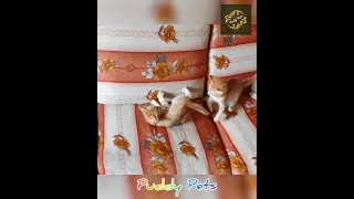 Funniest Animals 2023 😂 Funniest Cats and Dogs 😺🐶 Part 12