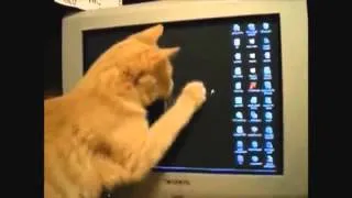 Cats Compilation  Funny Fail/ WIN 2013 cat