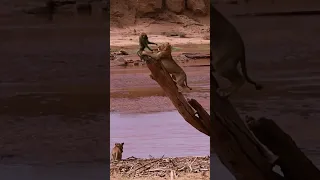 Baboon vs lions | group of Lion attack on a single baboon | lions kill baboon | Lions kill monkey