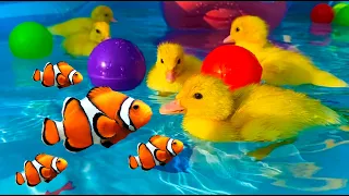 Giant water park for ducklings with fish