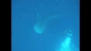 Whale Shark plays with diver