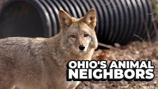 Our Animal Neighbors In Ohio