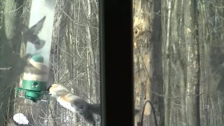 Dizzy squirrel falls from spinning bird feeder