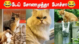 😂🐕என்ன யாரையும் காணோம்🐈‍⬛😂#viral #trending #comedy #funnyanimalvideos