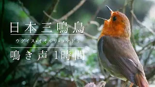 日本三鳴鳥(ウグイス•オオルリ•コマドリ)の鳴き声1時間 【2022ver】